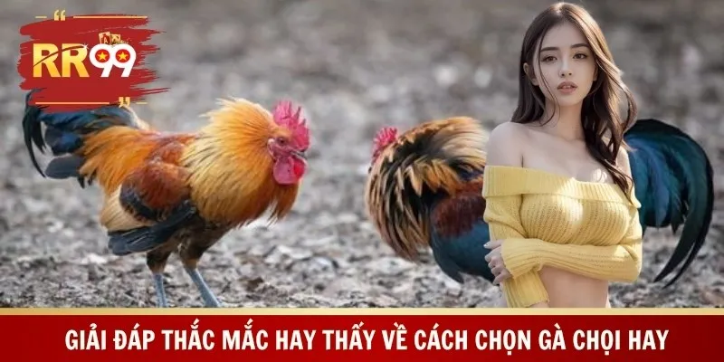 Giải đáp thắc mắc hay thấy về cách chọn gà chọi hay