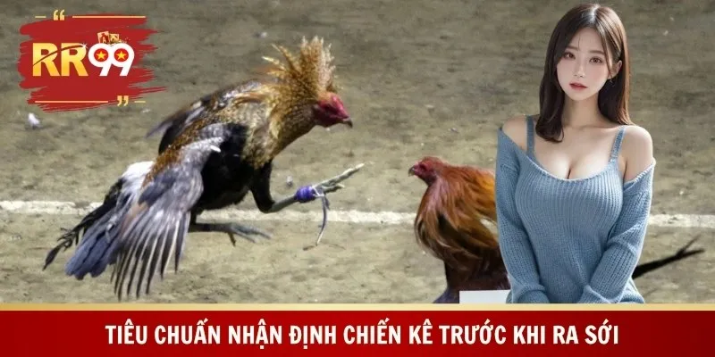 Tiêu chuẩn nhận định chiến kê trước khi ra sới