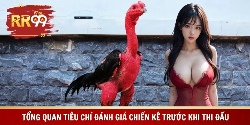Tổng quan tiêu chí đánh giá chiến kê trước khi thi đấu